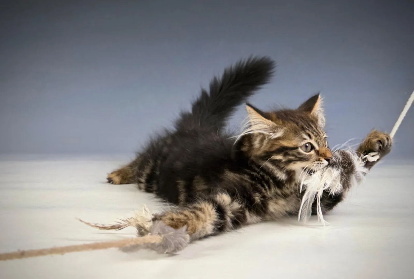 Lioran – Sibirische Katze Kitten, black Tabby Classic