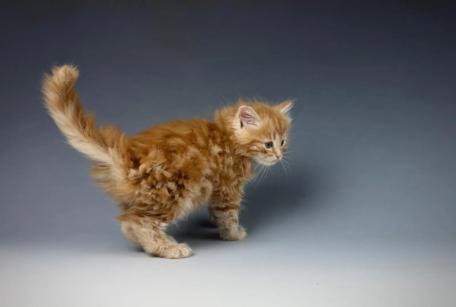 Lucero – Sibirische Katze Kitten, red Tabby Classic – Foto 3