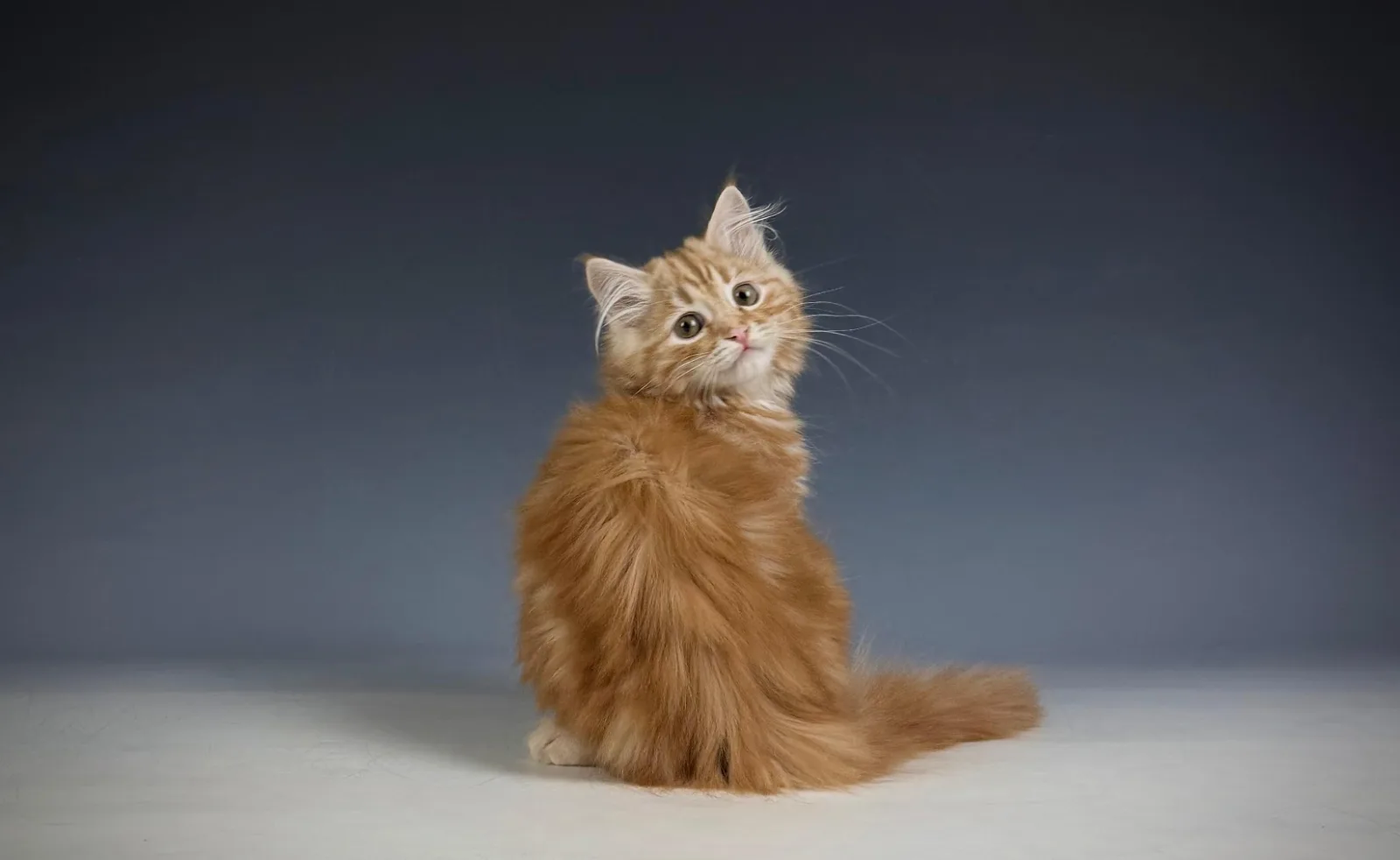 Lucero – Sibirische Katze Kitten, red Tabby Classic – Foto 2