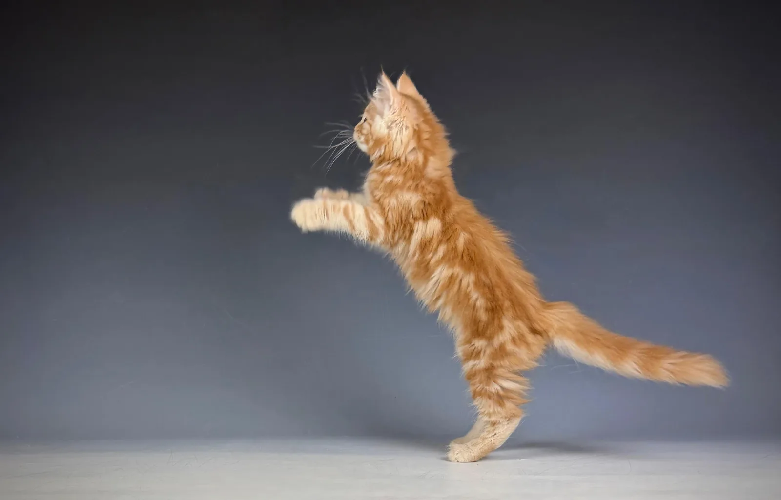 Lucero – Sibirische Katze Kitten, red Tabby Classic – Foto 11