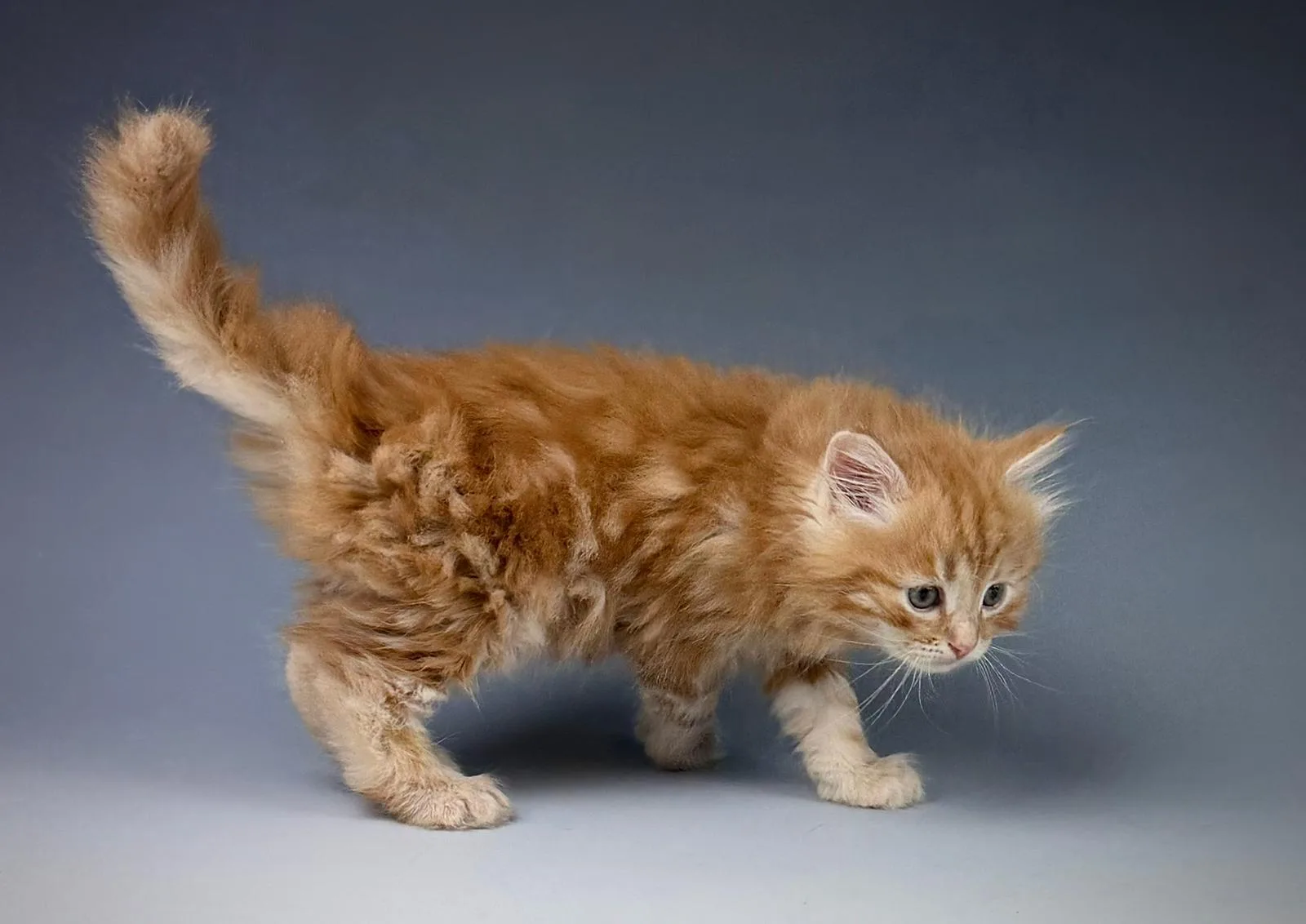 Lucero – Sibirische Katze Kitten, red Tabby Classic – Foto 4