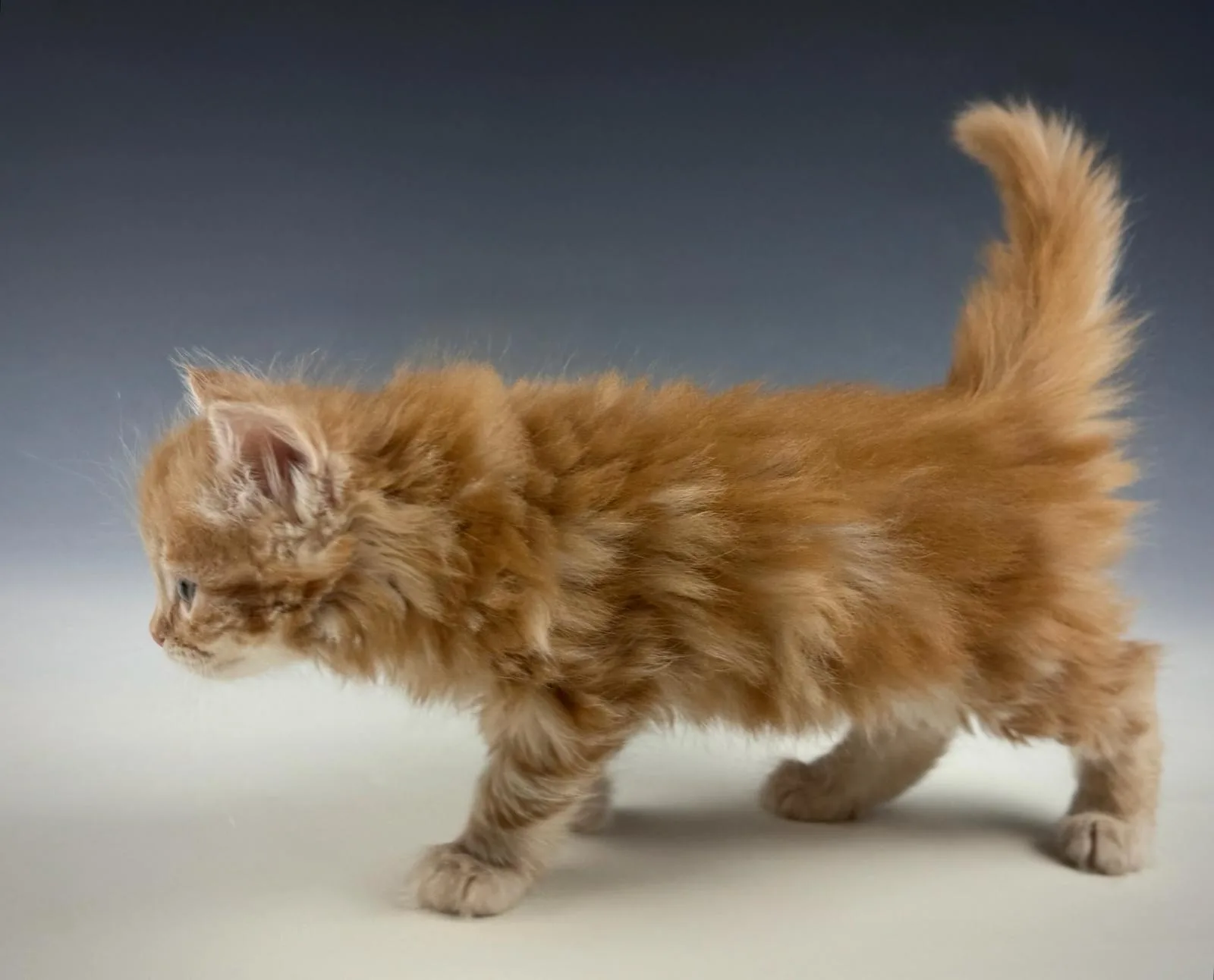Lucero – Sibirische Katze Kitten, red Tabby Classic – Foto 5