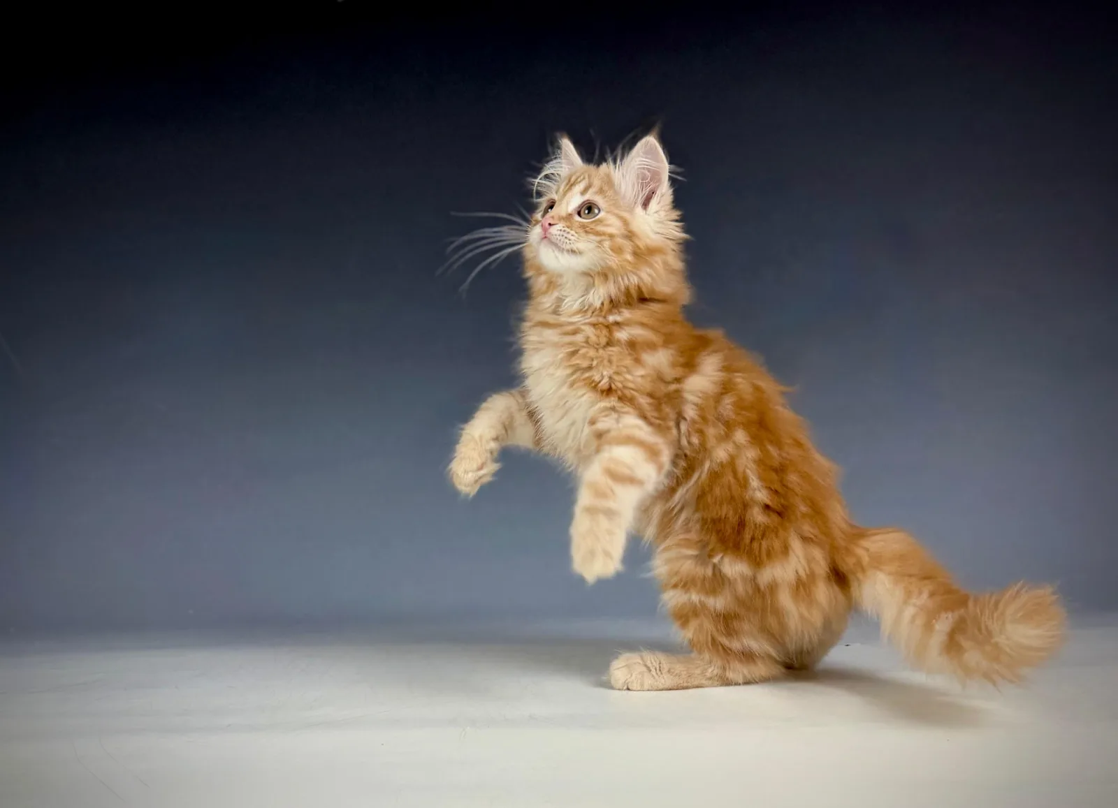 Lucero – Sibirische Katze Kitten, red Tabby Classic – Foto 6