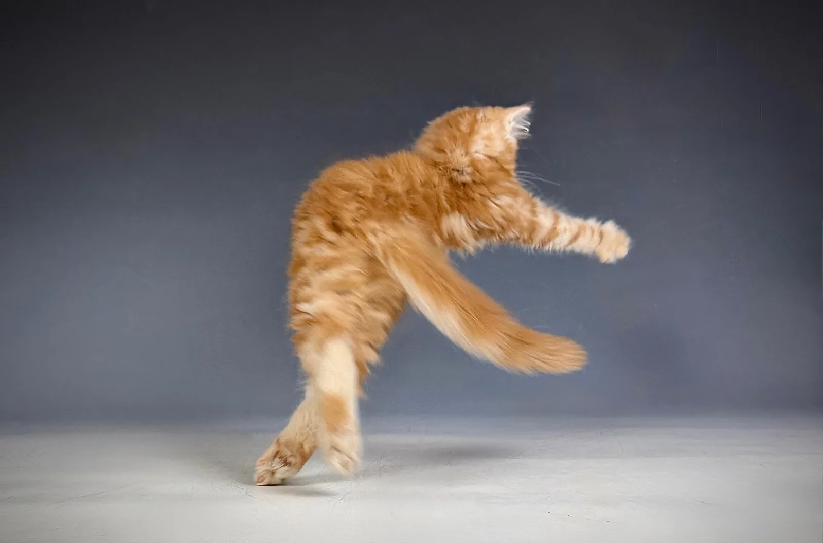 Lucero – Sibirische Katze Kitten, red Tabby Classic – Foto 7