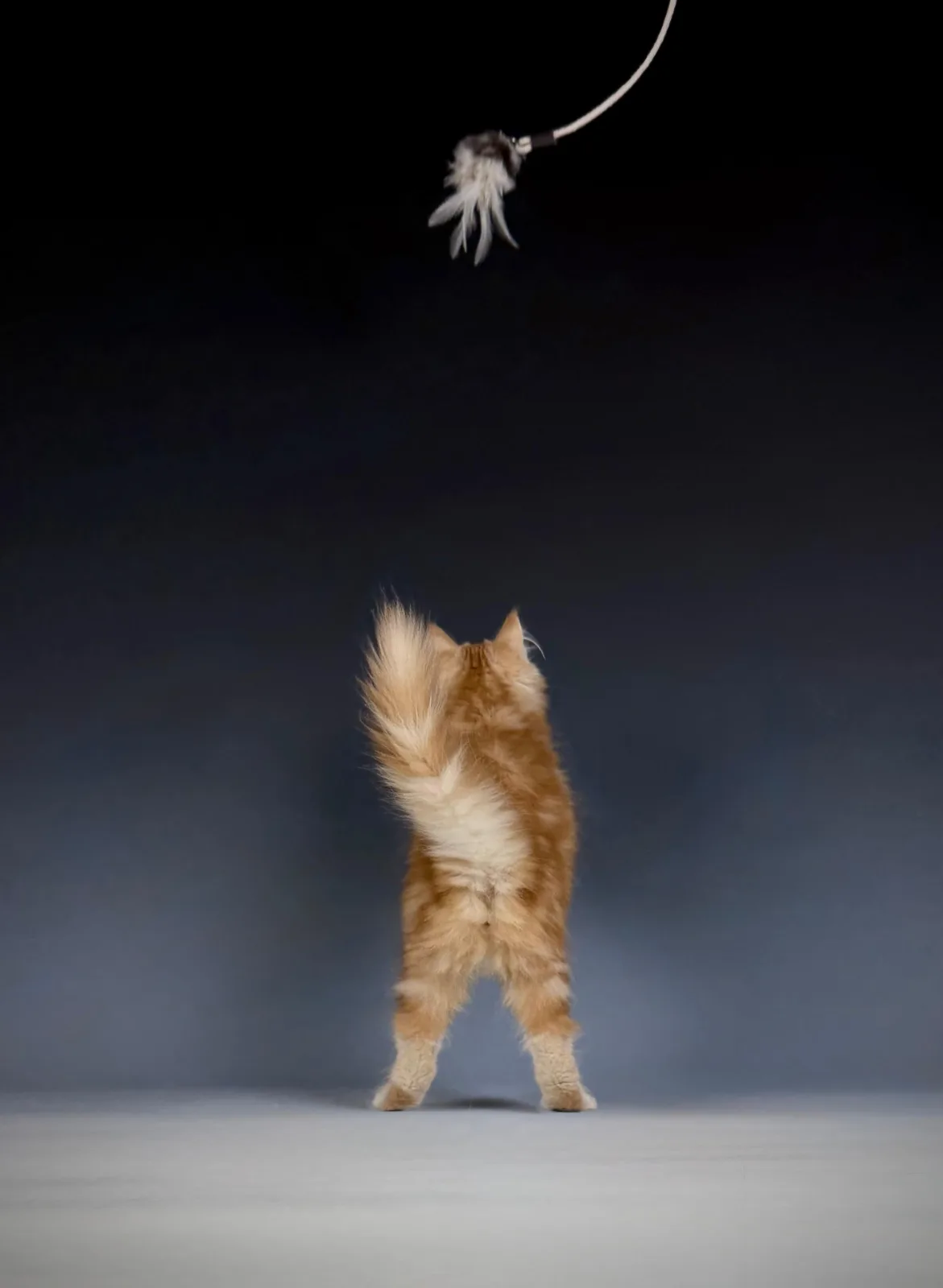 Lucero – Sibirische Katze Kitten, red Tabby Classic – Foto 8