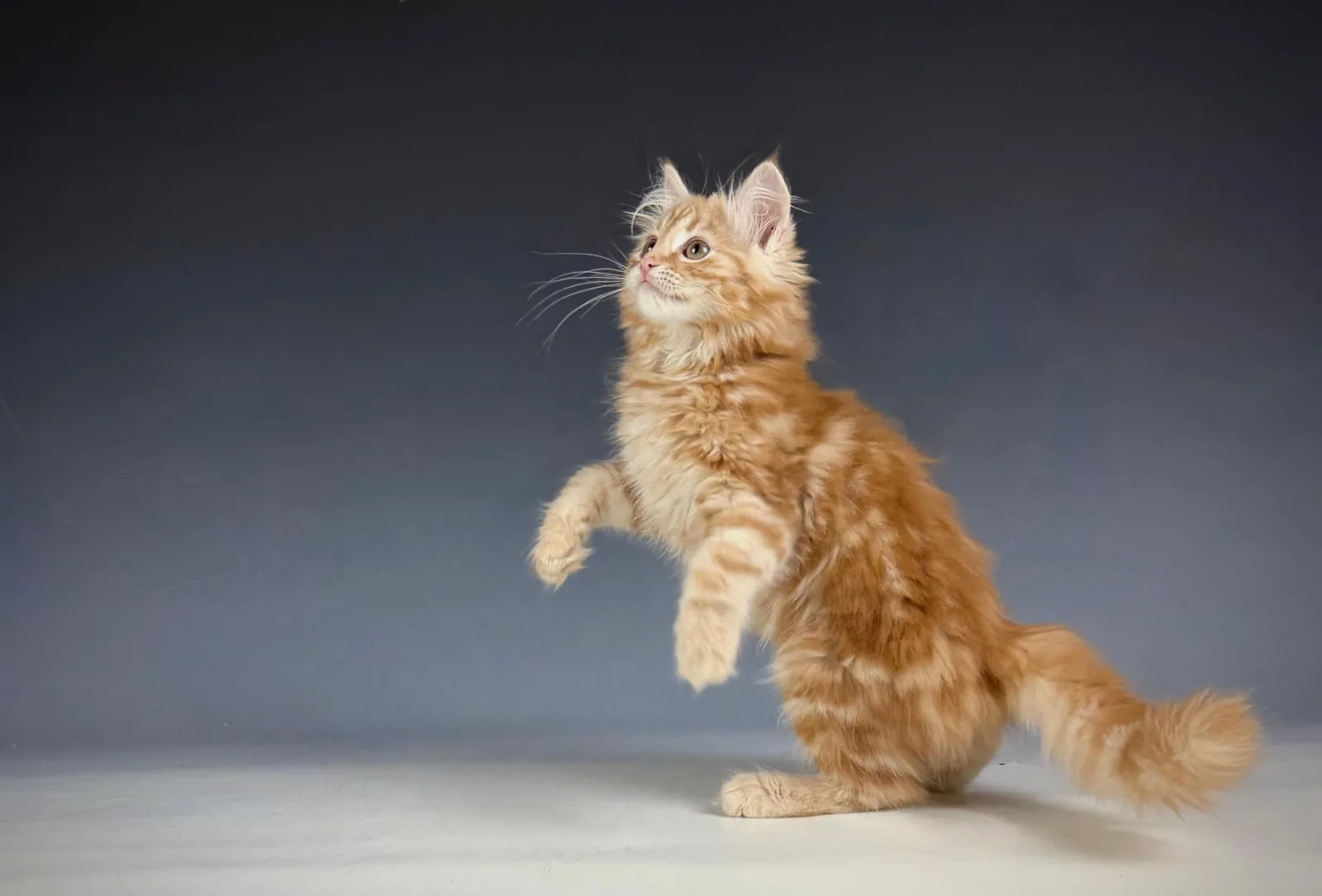 Lucero – Sibirische Katze Kitten, red Tabby Classic – Foto 9