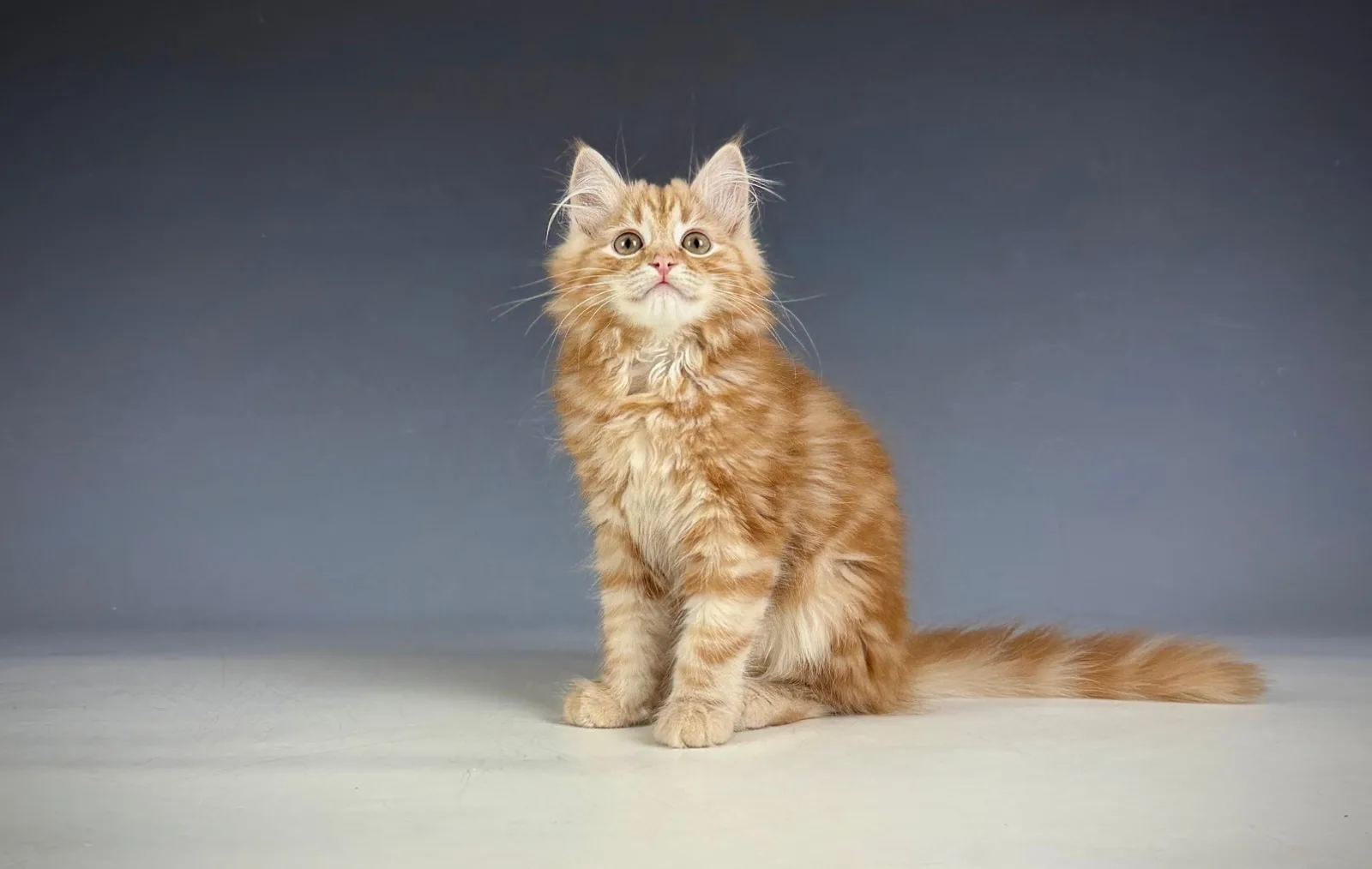 Lucero – Sibirische Katze Kitten, red Tabby Classic – Foto 10