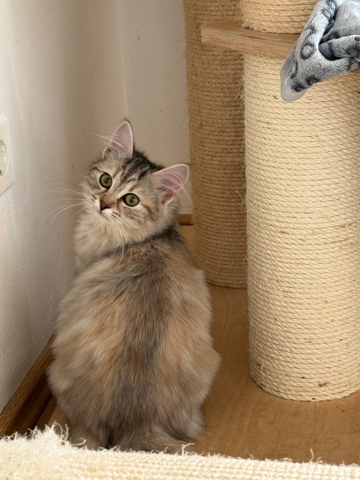 Magia – Sibirische Katze Kitten, black Silver Torbie Classic – Foto 2