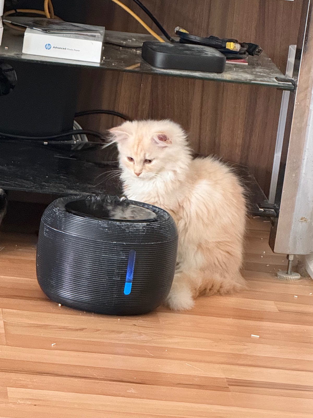 Mylo – Sibirische Katze Kitten, red Silver Tabby Classic – Foto 2