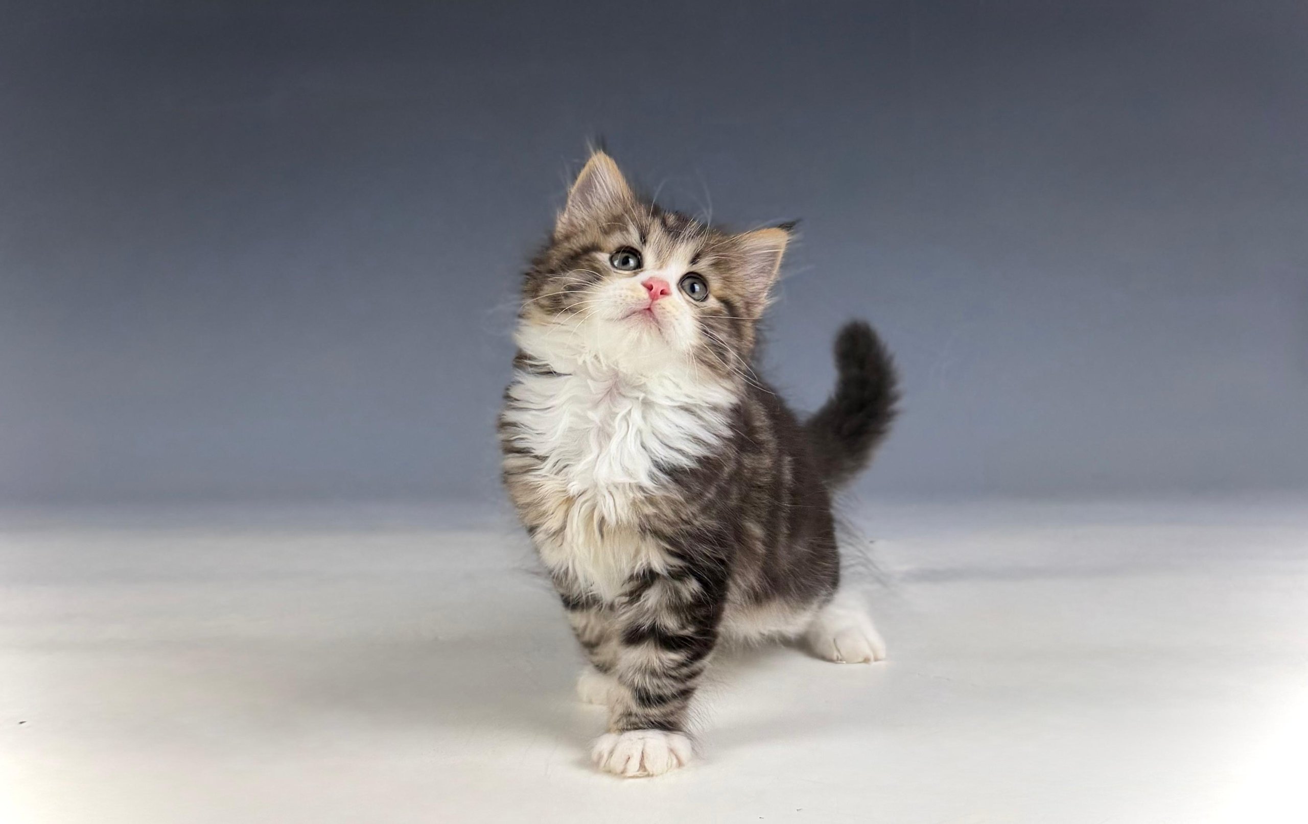 Miro – Sibirische Katze Kitten, black Tabby Classic mit weiß