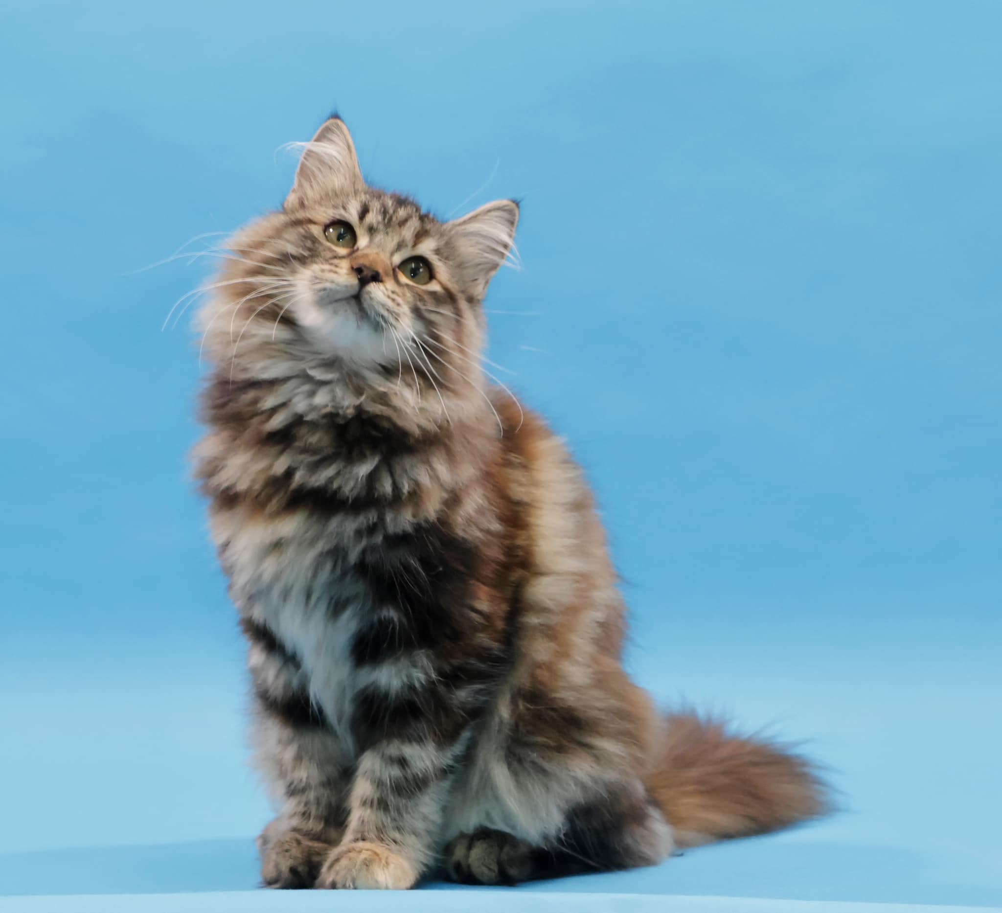 Quiana von Krasa Tajgi – Sibirische Katze, Black torbie classic