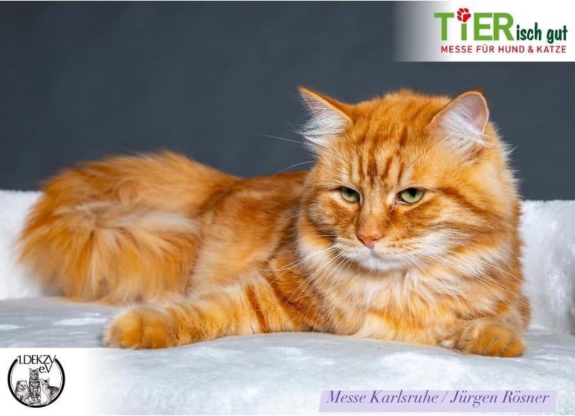 Ryurik Sladkoe Pyatnyshko – Sibirische Katze, Rot Tabby Classic – Foto 2