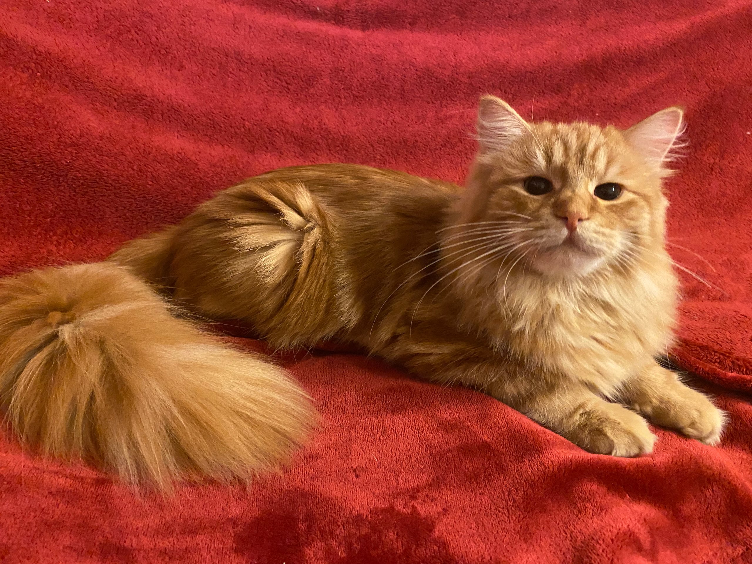 Ryurik Sladkoe Pyatnyshko – Sibirische Katze, Rot Tabby Classic – Foto 3