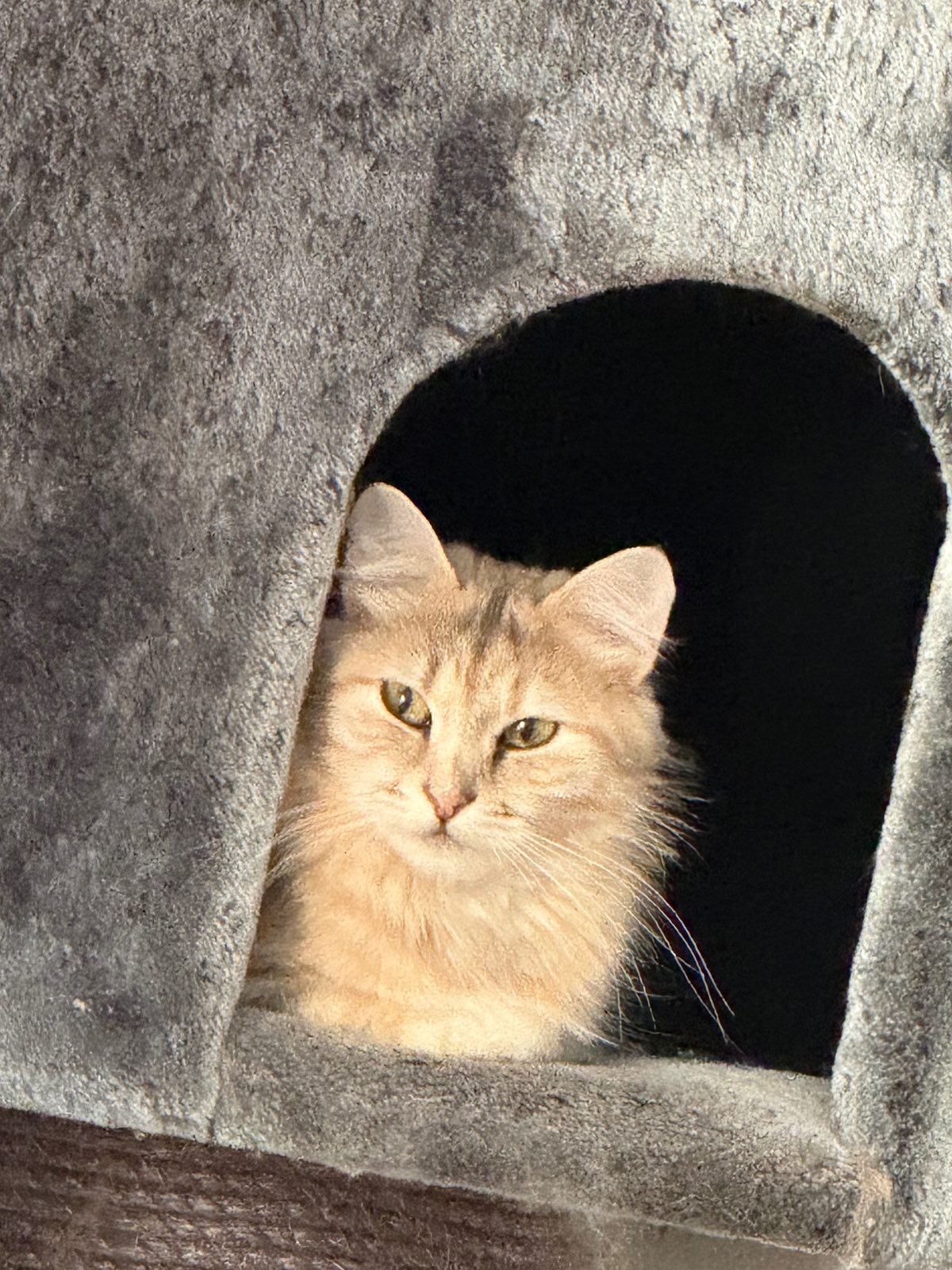 Solange Melodija Tajgi – Sibirische Katze – Foto 2